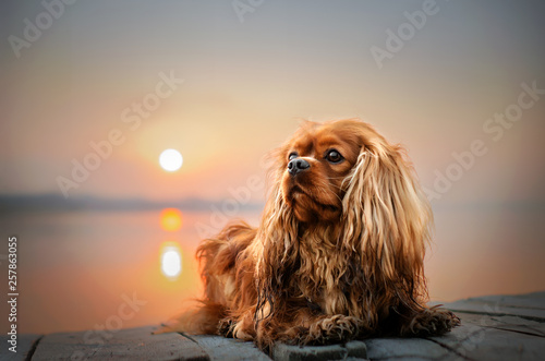 Photo cavalier king charles spaniel dog beautiful sunrise on the river portrait