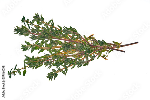 Small sprig of green thyme on isolated background