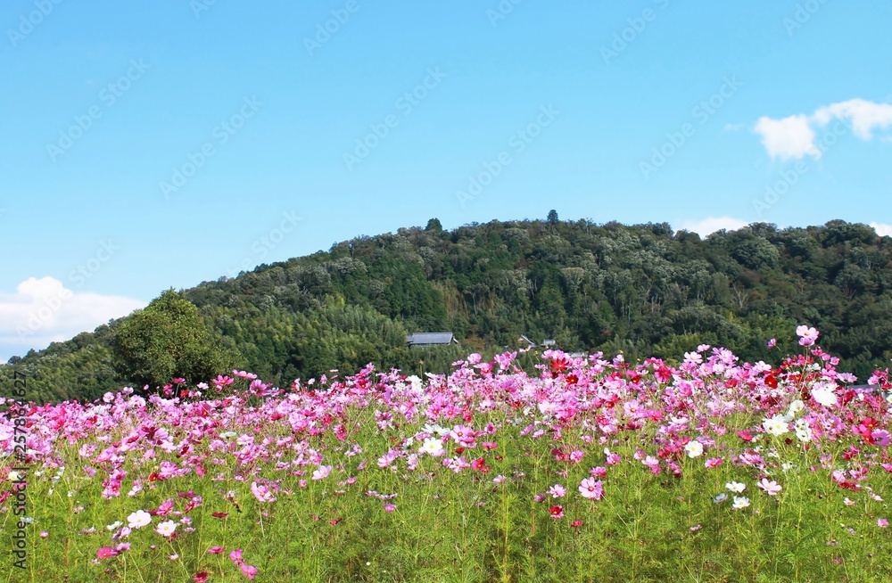満開の秋桜の群生と里山の秋景色です