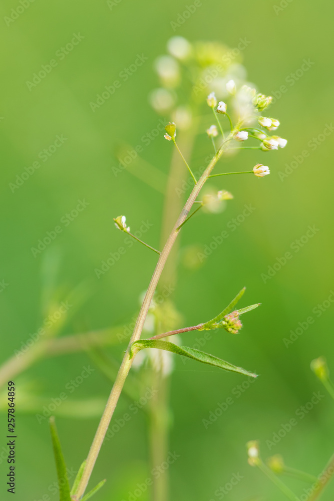 Close up of wild flowers nature background