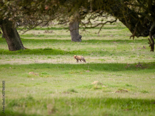 A fox (Vulpes vulpes) on freedom hunting in the forest