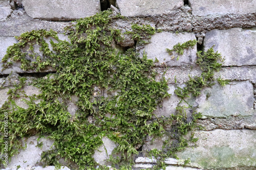 Green moss has grown on a wet brick. Old brickwork. Brick wall. White silicate brick. Crumbling brick from time to time.