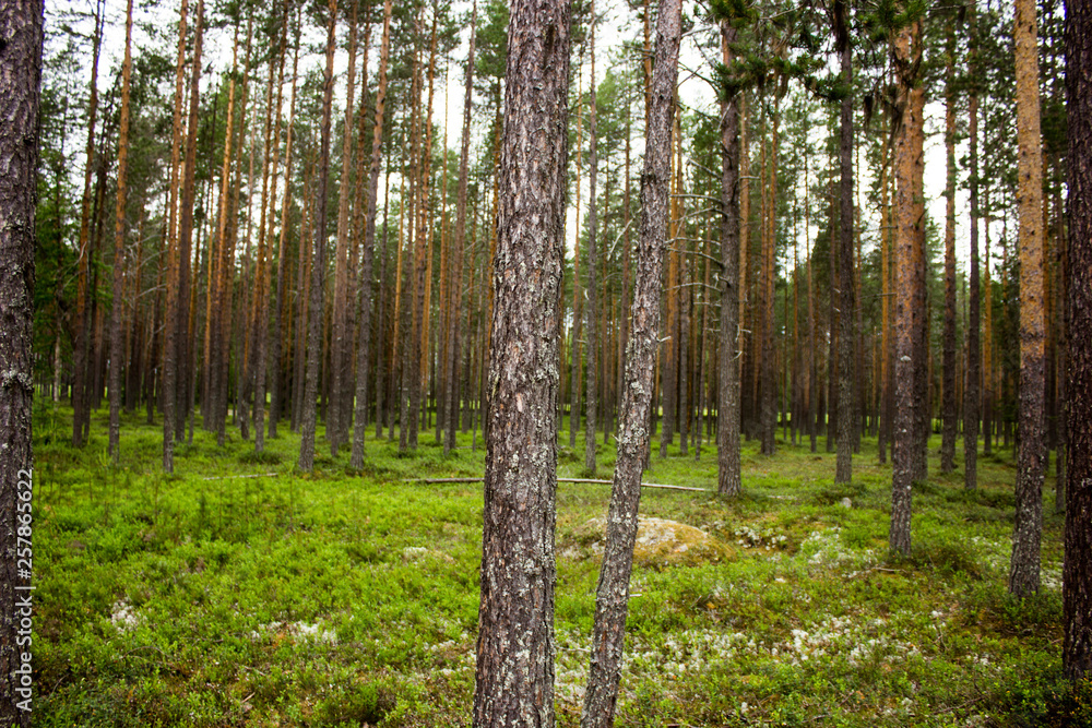 Obraz premium forest