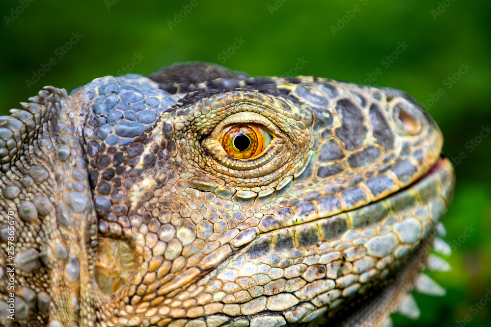 Iguana close-up in the grass, South Africa Iguana close-up in the grass, South Africa