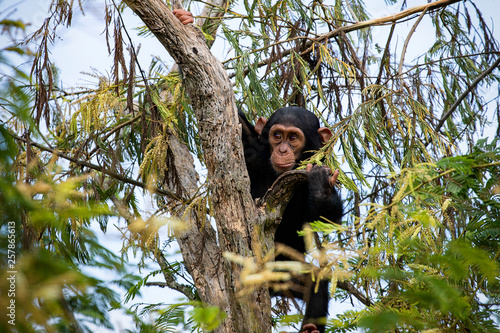 portrait of a chimpanzee in the nature  South Africa