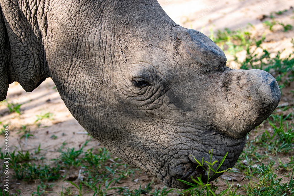 Obraz premium Hornless rhinoceros in a park, South Africa