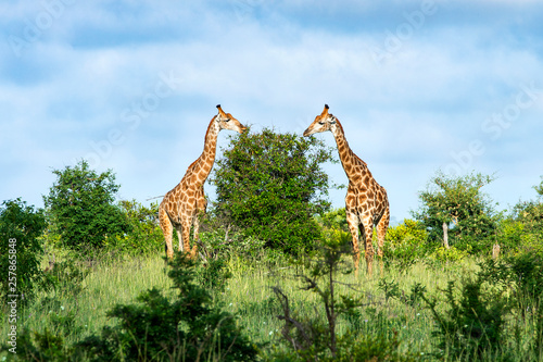 giraffe in the savannah, park kruger south africa