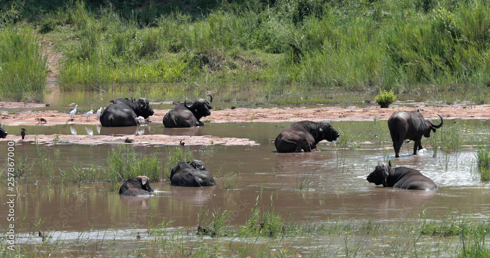 buffalo in the savannah, park kruger south africa buffalo in the savannah, park kruger south africa