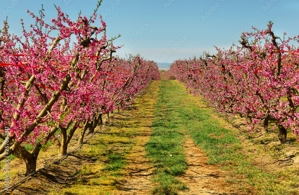 Peach Trees in Early Spring Blooming in Aitona, Catalonia