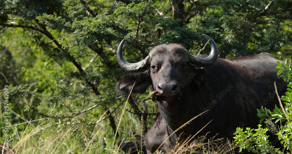 buffalo in the savannah, park kruger south africa buffalo in the savannah, park kruger south africa