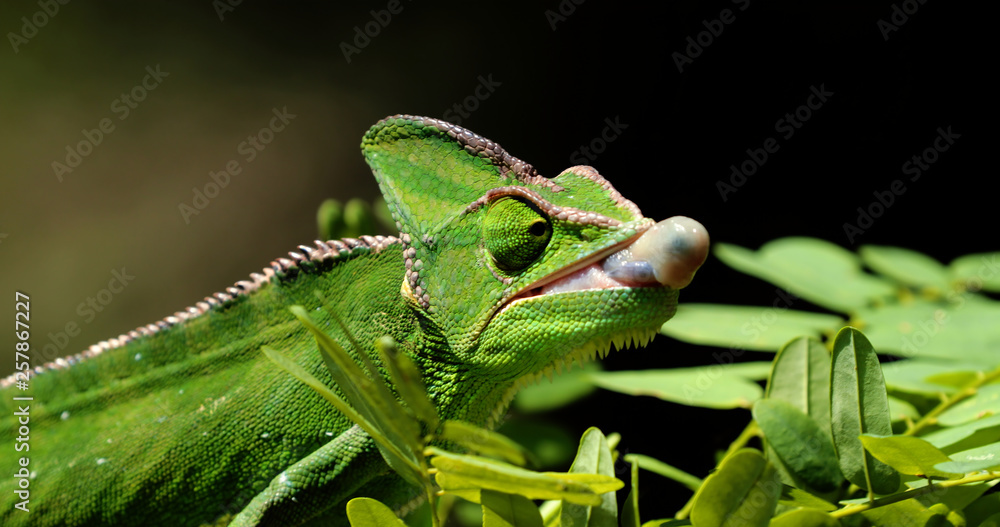 Chameleon eat insect in close-up, South Africa Chameleon eat insect in close-up, South Africa