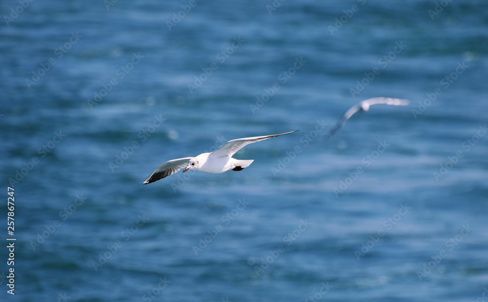 Black Headed Gulls Flying