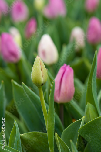 Tulpen - Liliengewächs