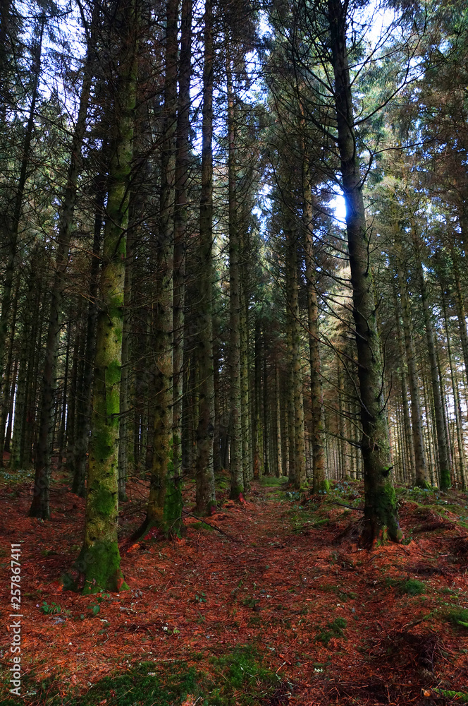 Fototapeta premium 09 Alwen reservoir trees