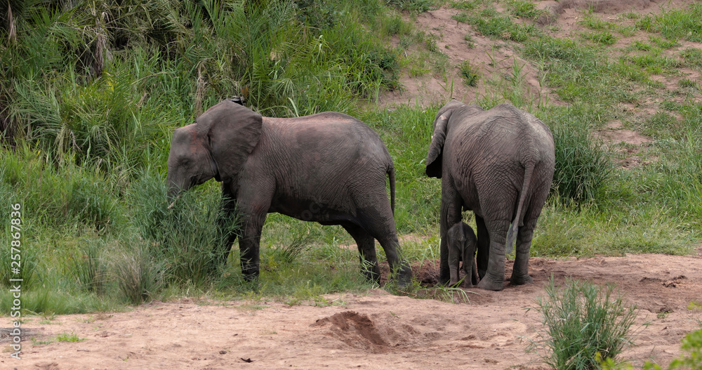 Fototapeta premium elephant in the savannah, park kruger south africa