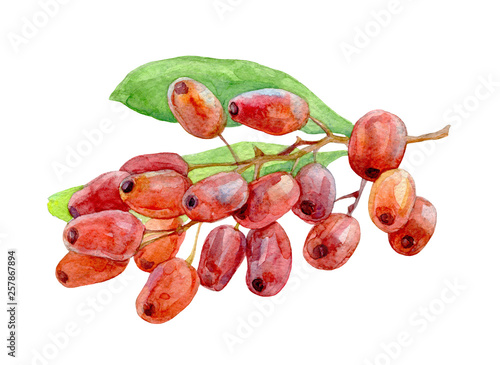 Wallpaper Mural Barberry. Watercolor illustration. Torontodigital.ca