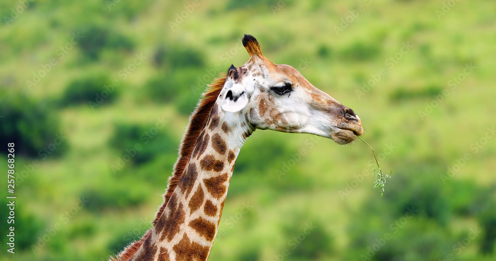 giraffe in the savannah, park kruger south africa giraffe in the savannah, park kruger south africa