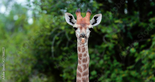 giraffe in the savannah, park kruger south africa