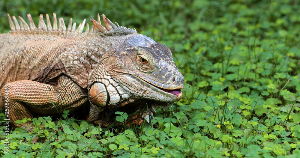 Iguana close-up in the grass, South Africa Iguana close-up in the grass, South Africa