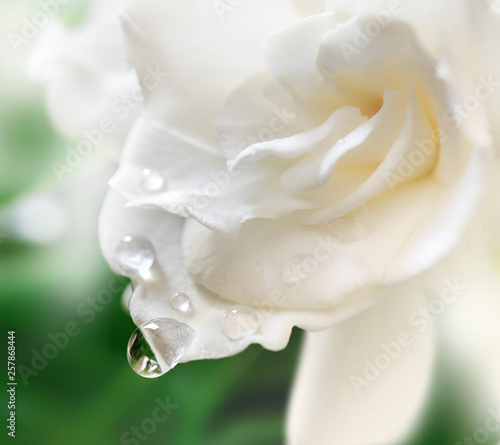 White Gardenia Blossom.