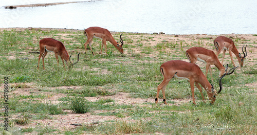 Fototapeta Naklejka Na Ścianę i Meble -  impala in the savannah, park kruger south africa