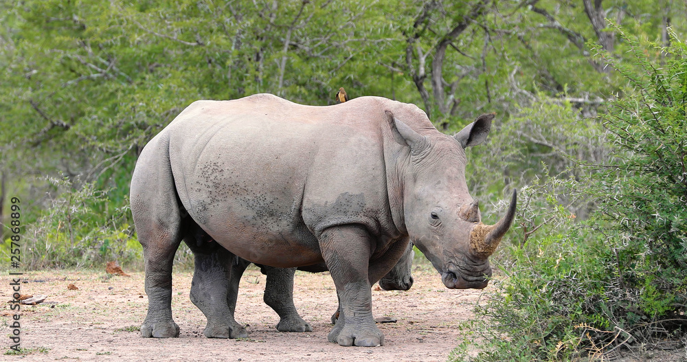 rhinoceros in kruger park in south africa rhinoceros in kruger park in south africa