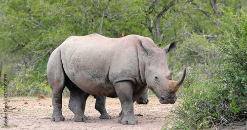 rhinoceros in kruger park in south africa