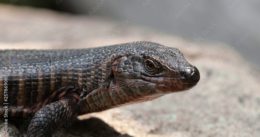 lizard lizard