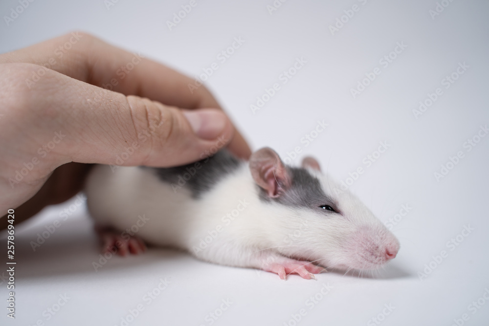 Hand of a man stroking a white baby rat that sits on a white background Hand of a man stroking a white baby rat that sits on a white background
