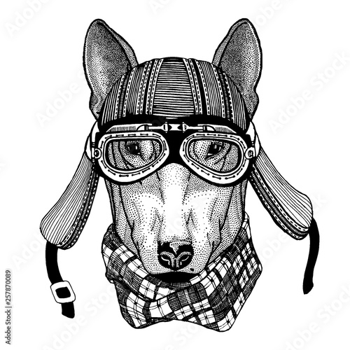 Dog wild biker animal wearing motorcycle helmet. Hand drawn image for tattoo, emblem, badge, logo, patch, t-shirt.