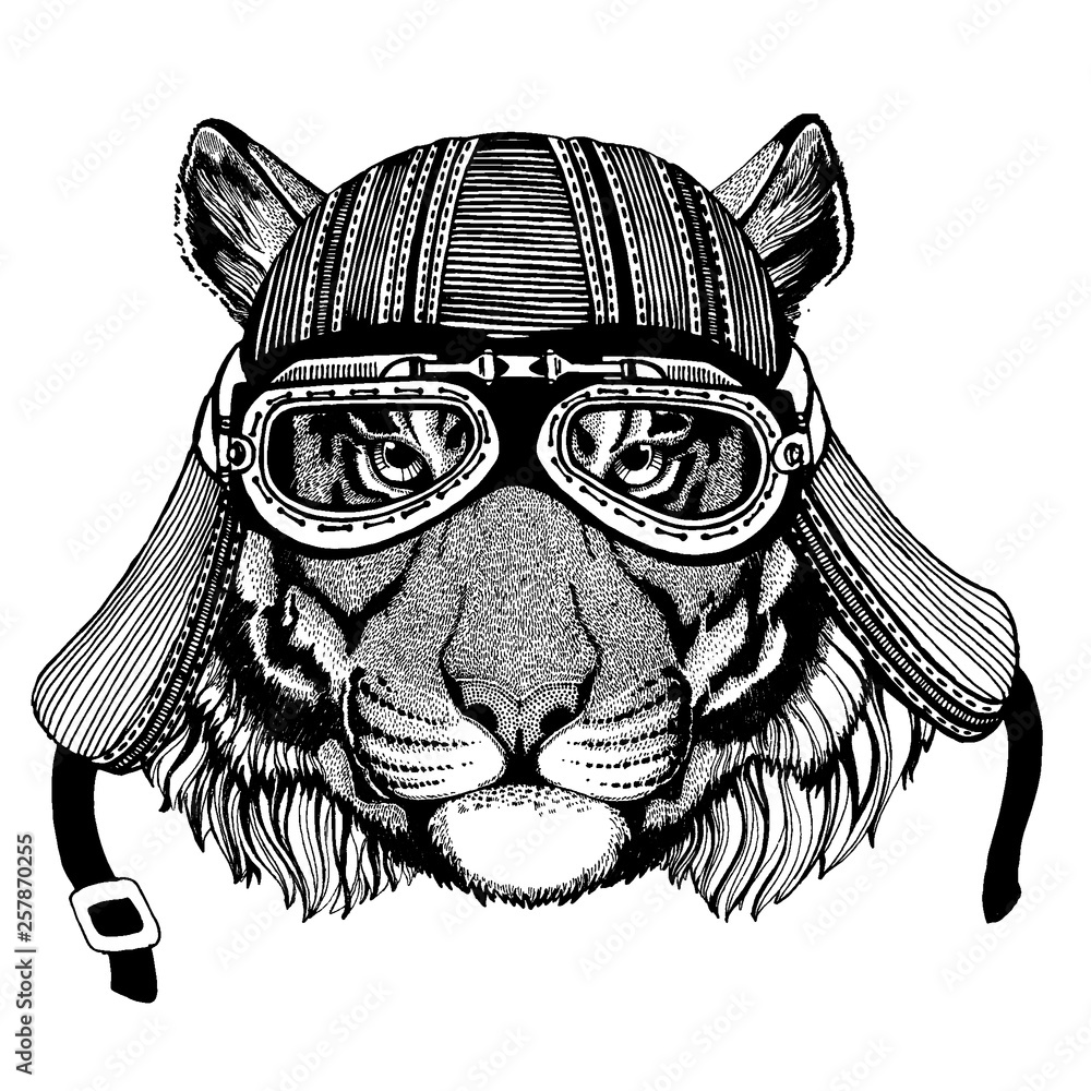 Fotografie Cat, tiger wild biker animal wearing motorcycle helmet