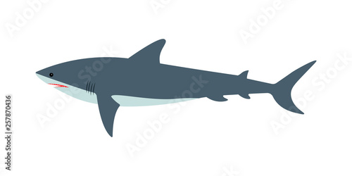 Vector illustration of a dangerous great white shark on an isolated white background. Side view  flat style.