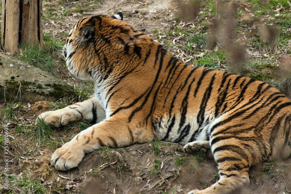 Siberian Tiger Panthera tigris altaica Siberian Tiger Panthera tigris altaica