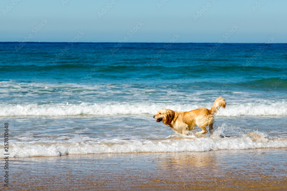Labrador Dog playing at the beach at the atlantic Ocean in Spain