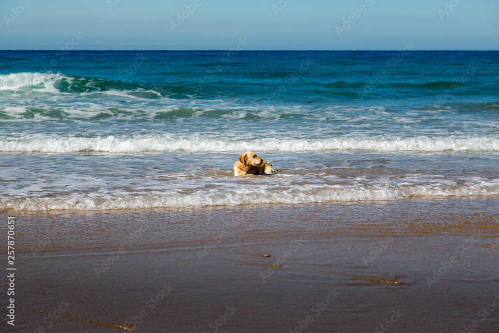 Labrador Dog playing at the beach at the atlantic Ocean in Spain