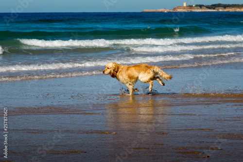 Labrador Dog playing at the beach at the atlantic Ocean in Spain
