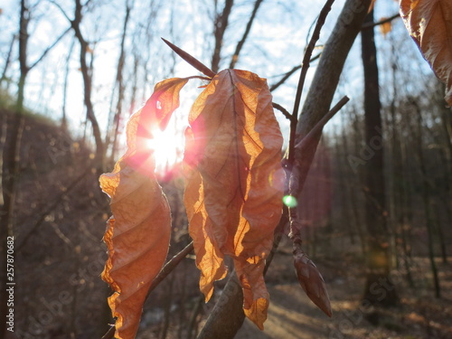 Sonnenschein Durch Blätter 