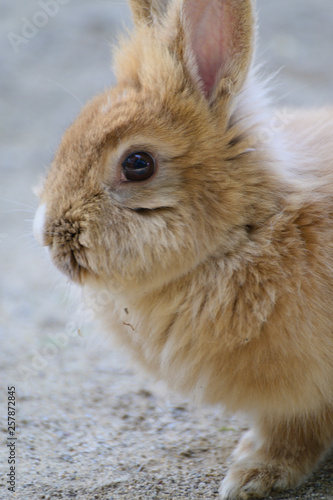 うさぎの横顔 Stock 写真 Adobe Stock うさぎの横顔 Stock 写真 Adobe Stock