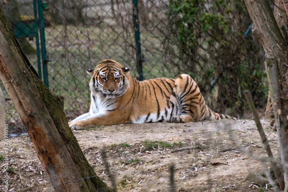 Siberian Tiger Panthera tigris altaica Siberian Tiger Panthera tigris altaica