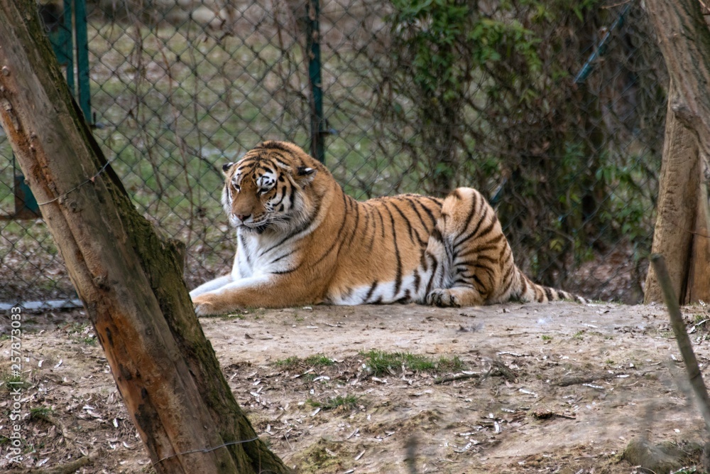 Siberian Tiger Panthera tigris altaica Siberian Tiger Panthera tigris altaica