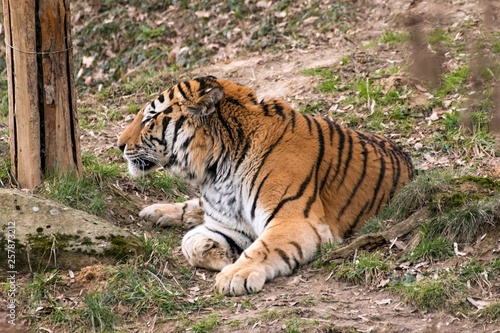 Siberian Tiger Panthera tigris altaica