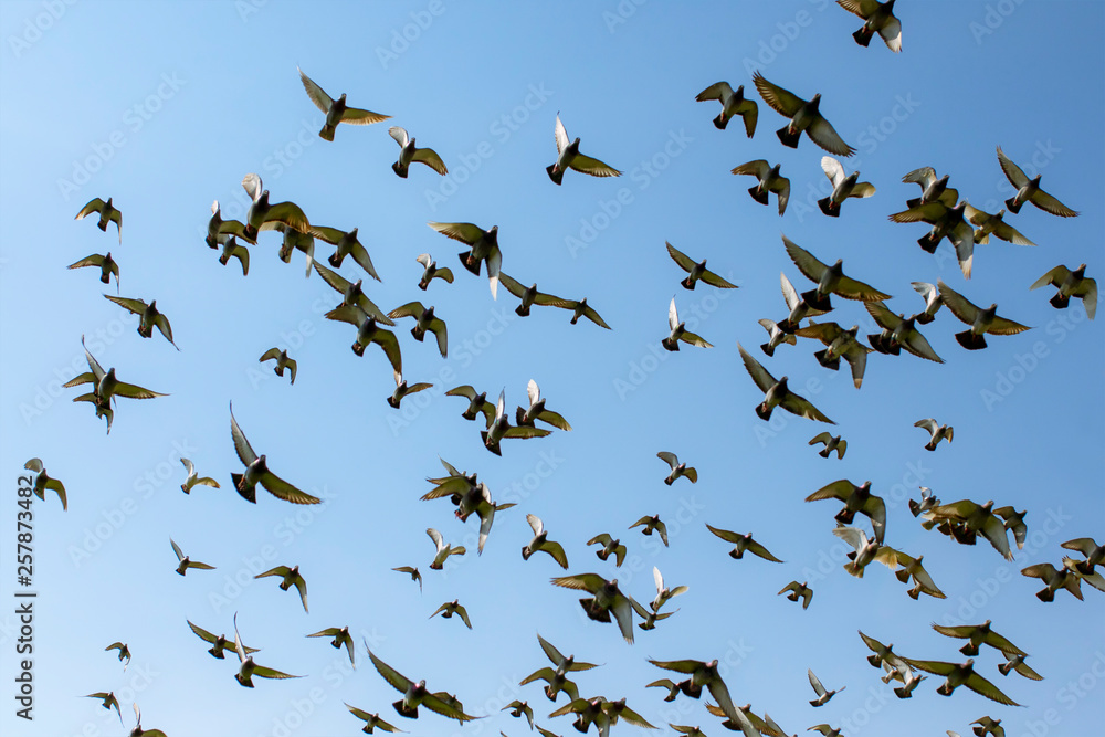 Fototapeta premium flock of speed racing pigeon bird flying against clear blue sky