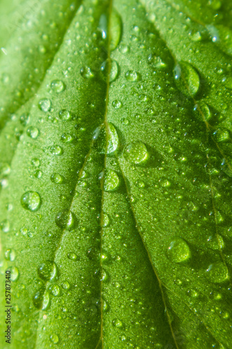 Bright green leaf closeup in drops of water. The image is suitable as a background on the theme of ecology, environment, garden, spring, summer.