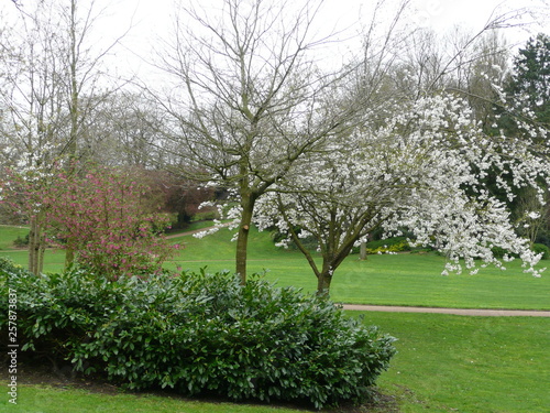 Blossom tree in Avenham Park, Preston