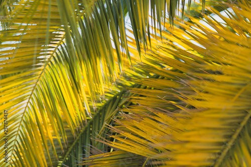 Large date palm leaves are yellow-green in backlight. Texture. Wallpaper. Postcard. Fragment.