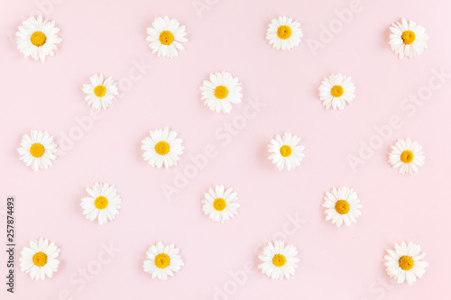 Pattern made of chamomiles on pink background. Flat lay, top view 