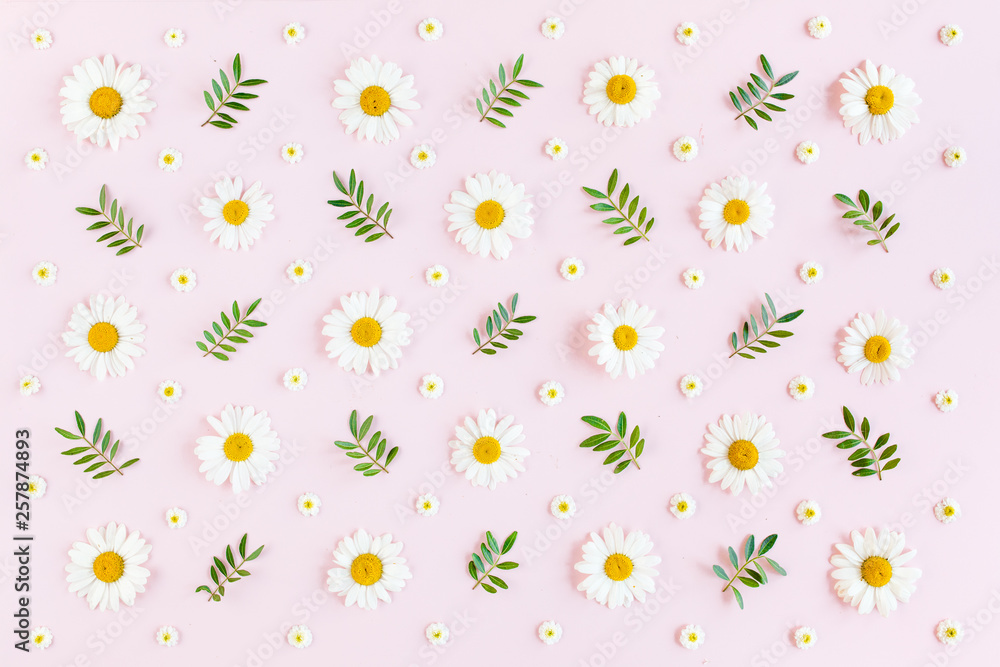 Pattern made of chamomiles, petals, leaves on pink background. Flat lay, top view Pattern made of chamomiles, petals, leaves on pink background. Flat lay, top view