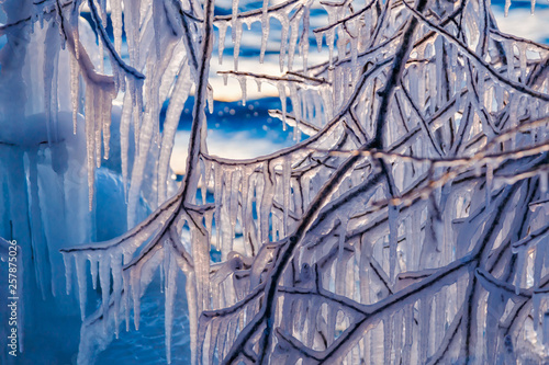 Many hanging icicles on branches of a tree