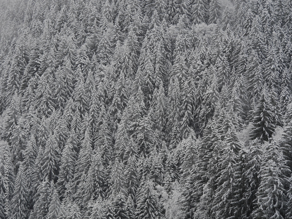 Verschneite Fichten Wald im Winter Verschneite Fichten Wald im Winter