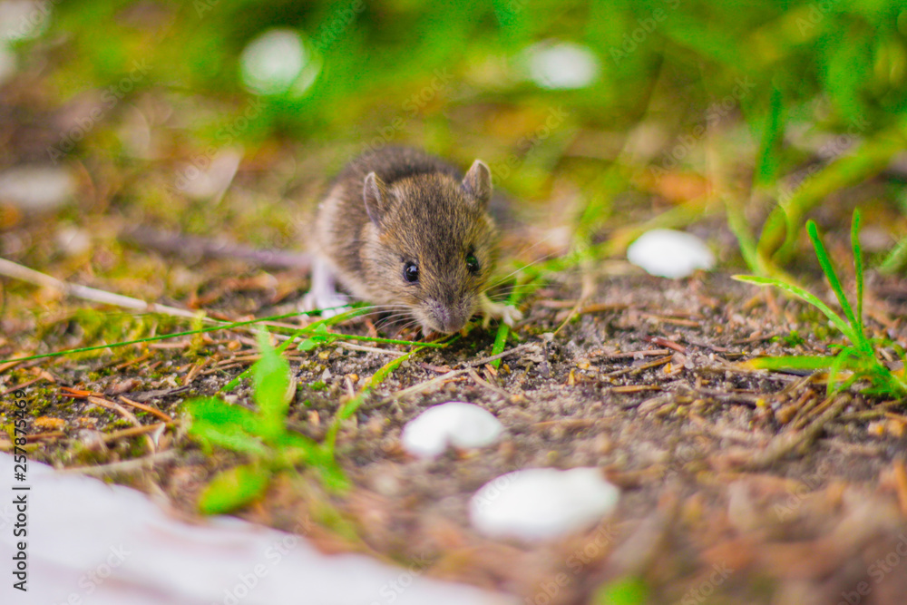 little grey mouse eating a seed in the field little grey mouse eating a seed in the field